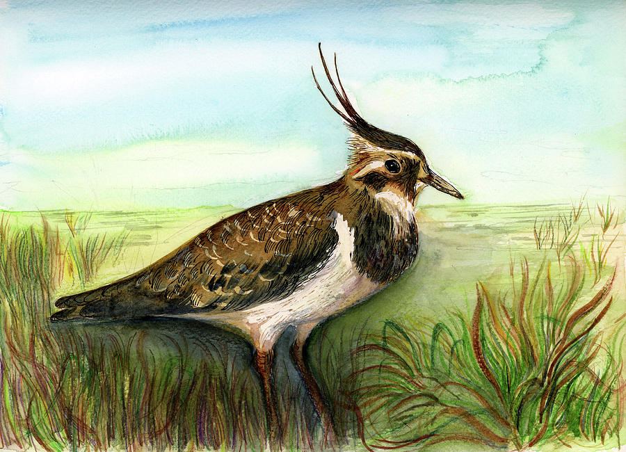 Lapwing Bird Painting by Alison Langridge