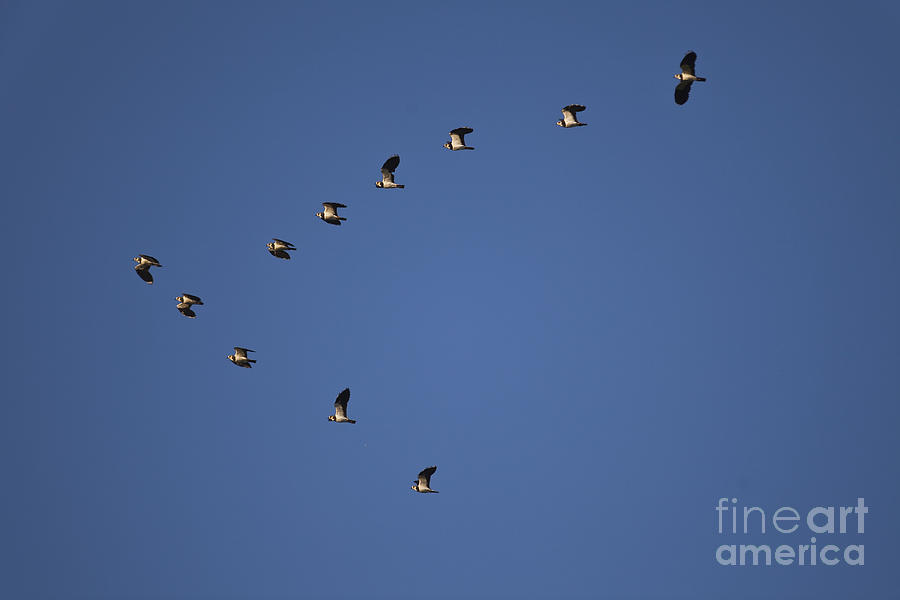 Lapwing Photograph - Lapwing Flock by Per-Olov Eriksson