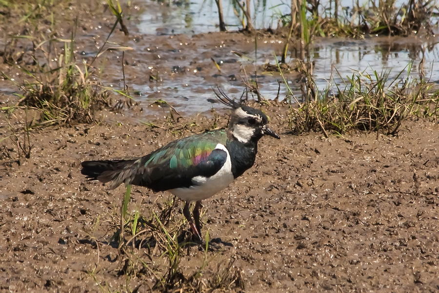 Lapwing Photograph by Jeff Townsend