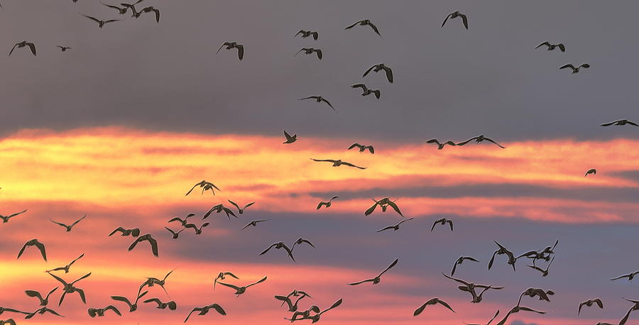 Lapwings at Sunset Photograph by Jeff Townsend