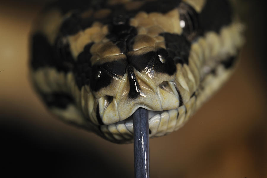 Snake Photograph - Lara closeups  3 light by Tim Smith