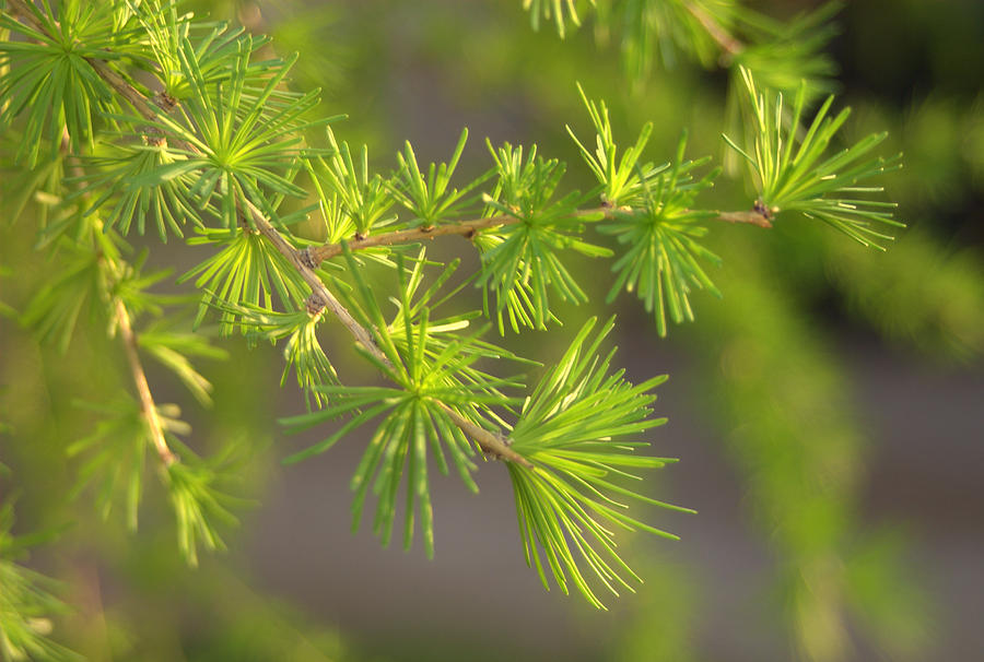 Larch branch and Foliage Photograph by Nathan Abbott
