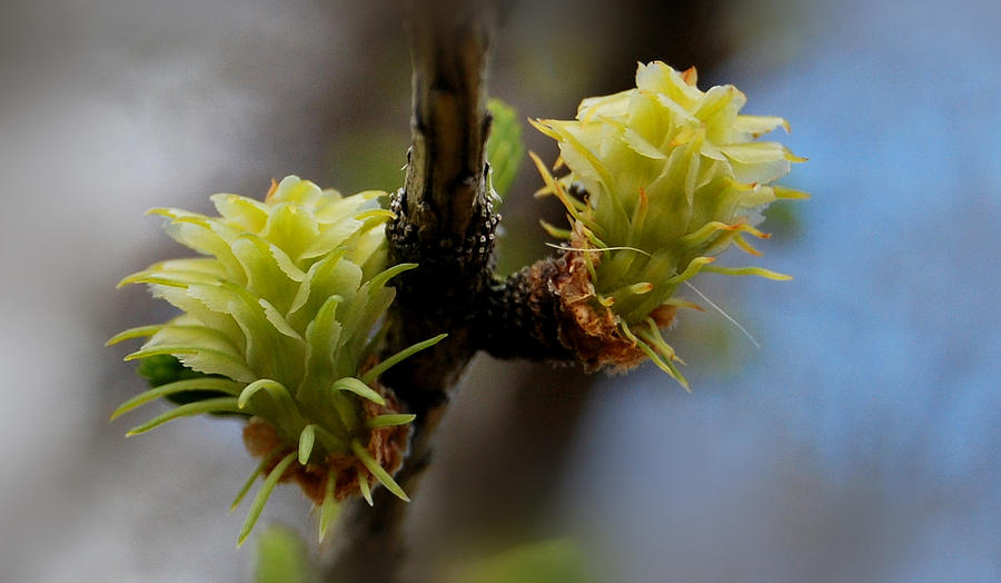 Larch Buds Photograph by Marilynne Bull
