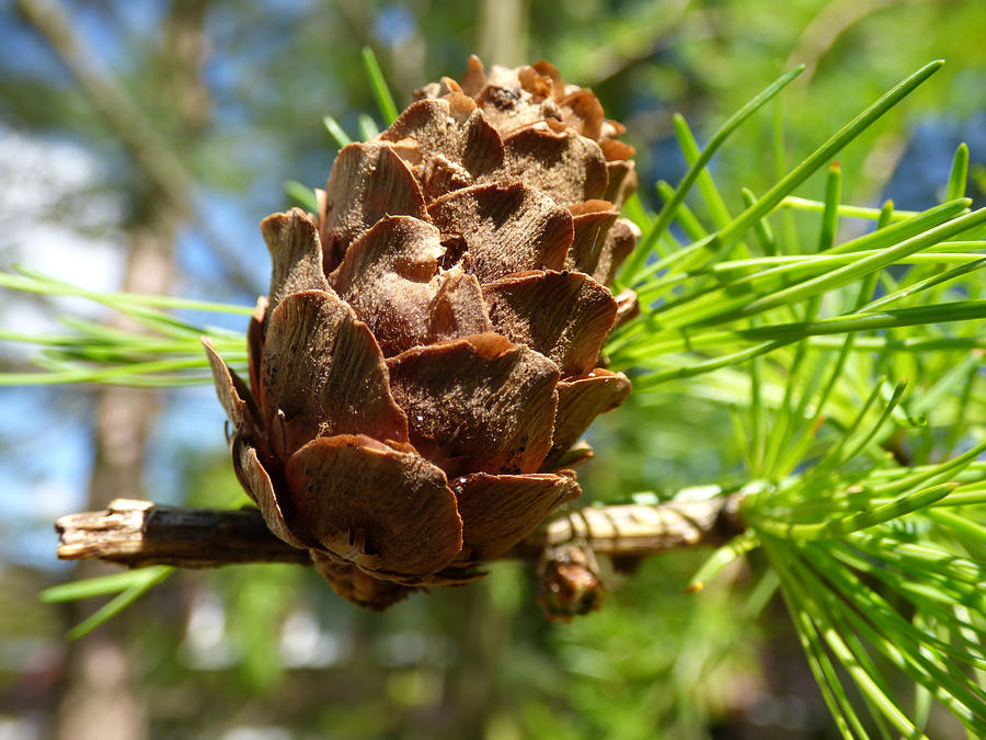 Larch Cone Photograph By Miroslav Nemecek - Fine Art America