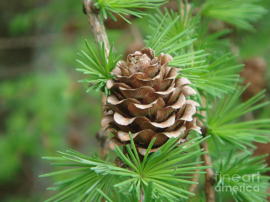 Larch Cone Photograph by Yvonne Johnstone