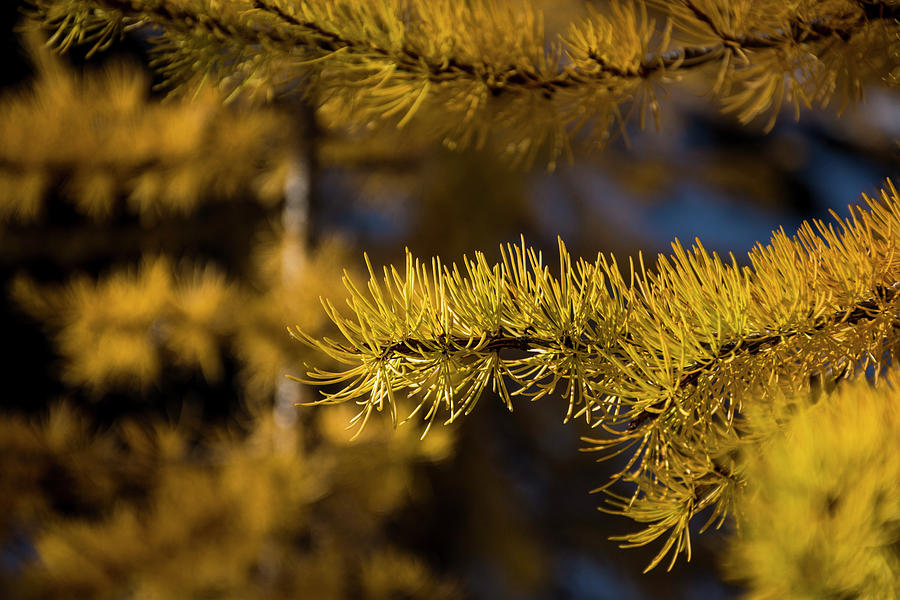Fall Photograph - Larch Needles by Pelo Blanco Photo