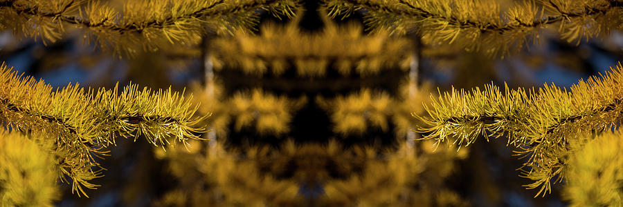 Larch Needles Reflection Digital Art by Pelo Blanco Photo