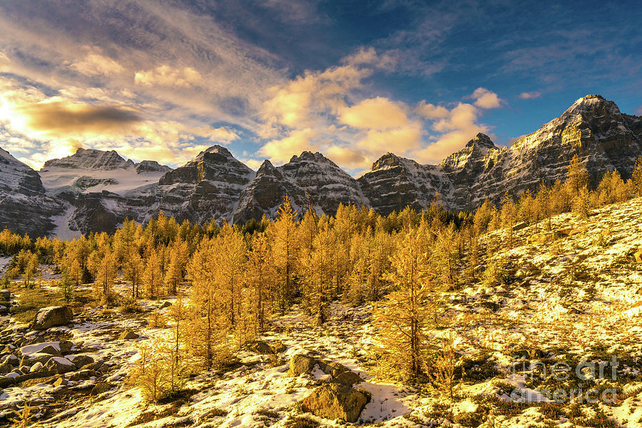 Larch Valley Golden Larches Touch of Winter Photograph by Mike Reid