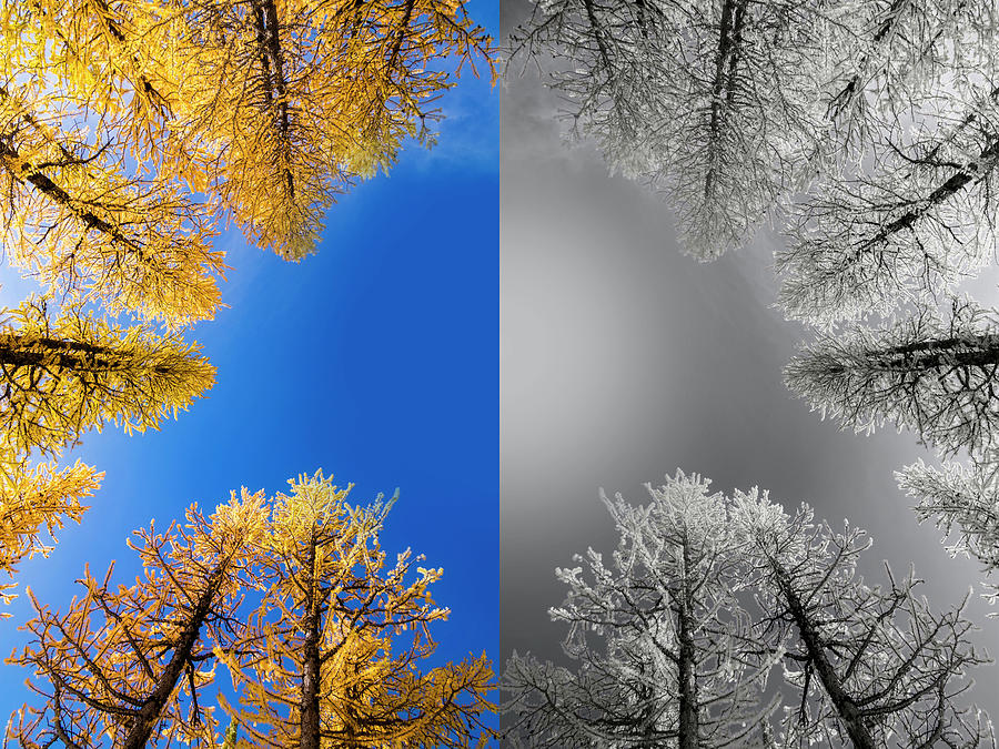 Larches Color to Black and White Reflection Digital Art by Pelo Blanco Photo