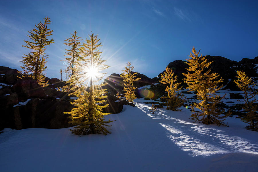 Larches in Snow Photograph by Pelo Blanco Photo