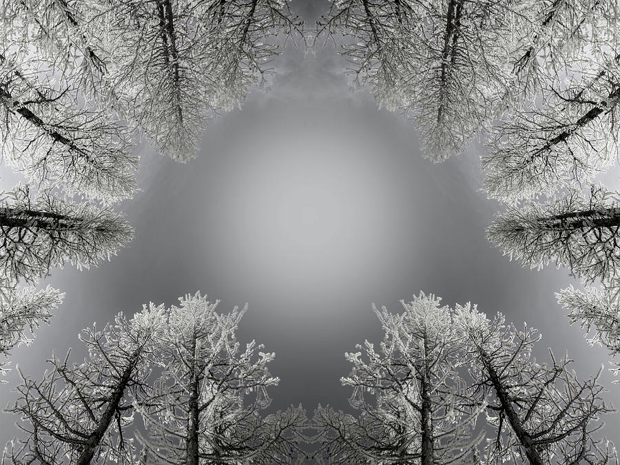 Larches Reflection Black and White Digital Art by Pelo Blanco Photo
