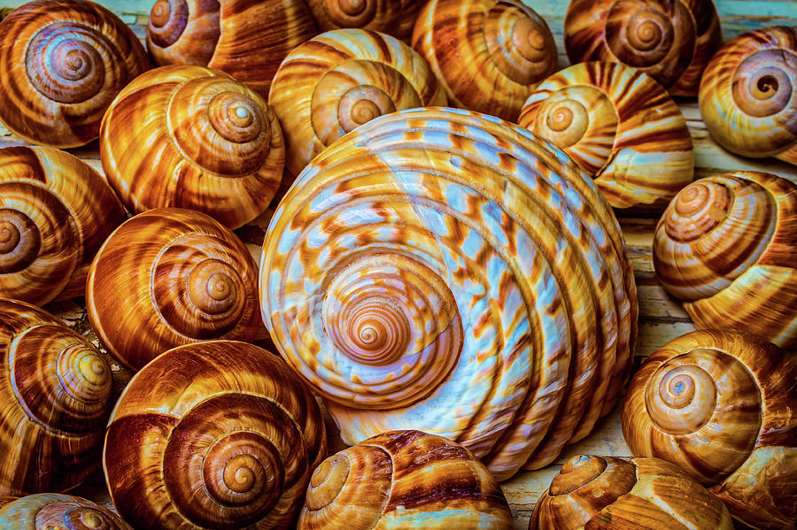 Large And Small Snail Shells Photograph by Garry Gay