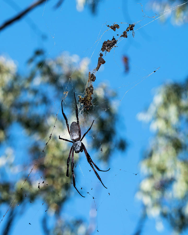 Large Australian Spider Photograph by Steven Ralser