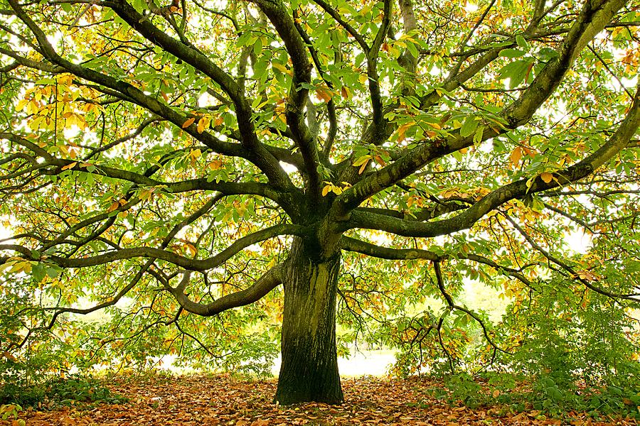 Oak Trees In Autumn