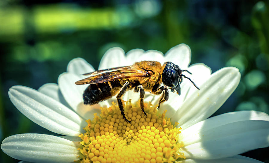 Large Bee on daisy flower Photograph by Lilia S
