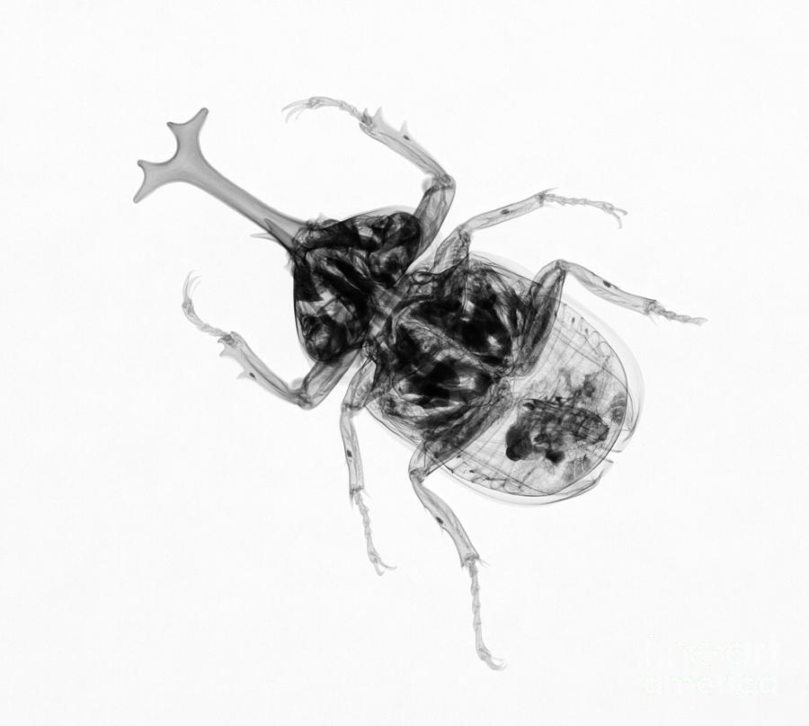 Large Beetle X-ray Photograph by Ted Kinsman
