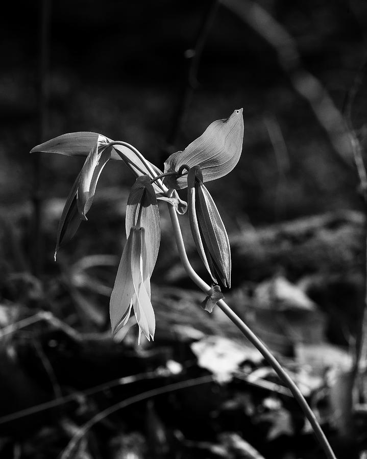 Large Bellwort in Black and White Photograph by Michael Dougherty