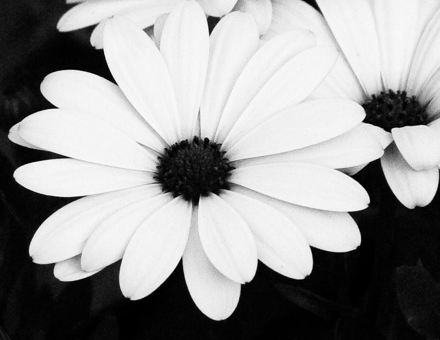 Large Black And White Daisies Photograph by Tony Grider