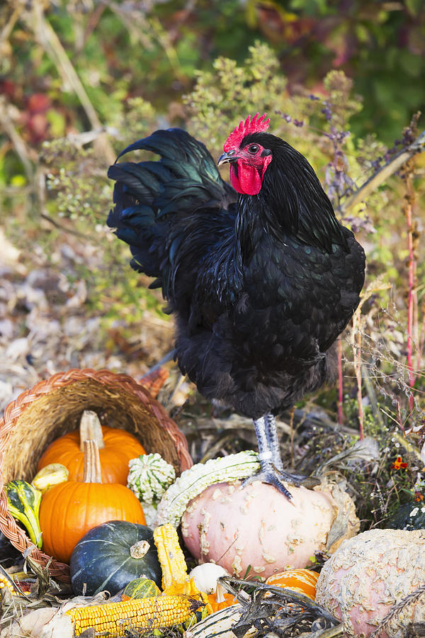 Large Black Australorp Rooster Among Photograph by Lynn Stone