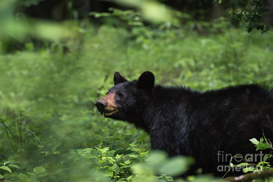 Large Black Bear Photograph by Andrea Silies