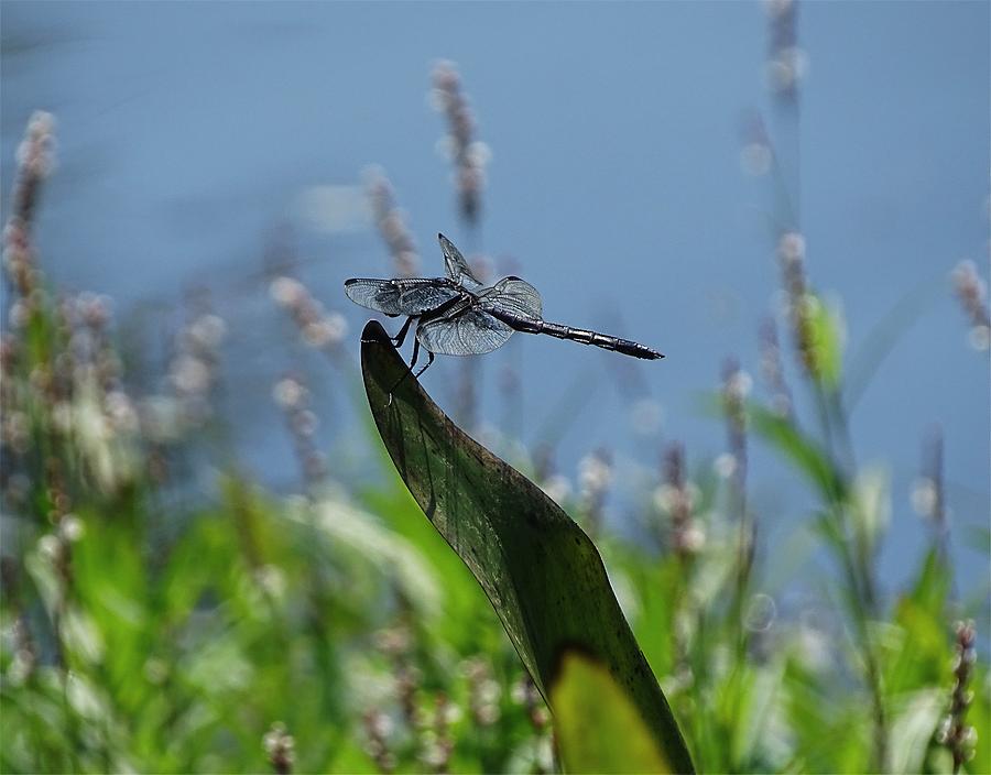 Large Black Dragonfly Photograph by Lilia S
