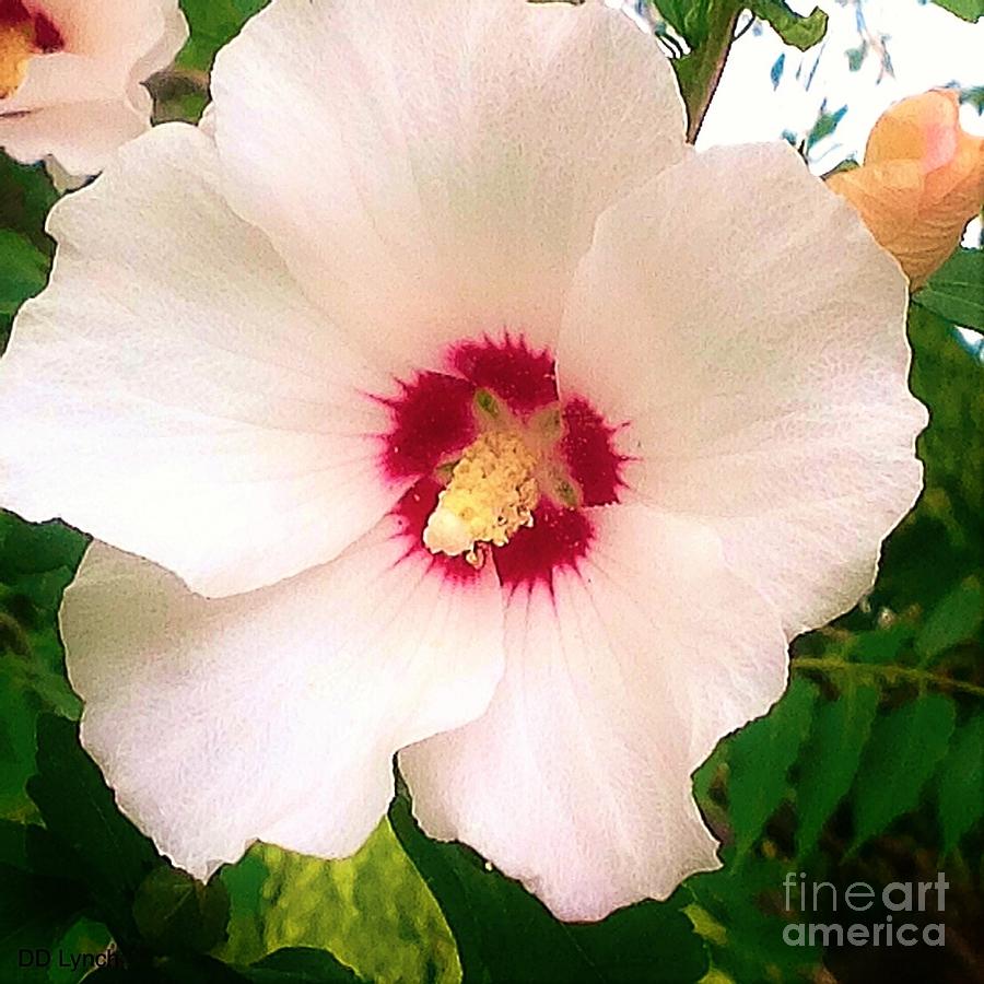 Large Bloom Rose Of Sharon Photograph