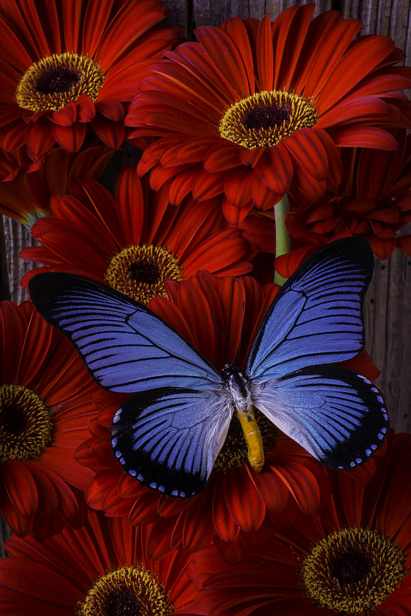 Still Life Photograph - Large Blue Butterfly by Garry Gay