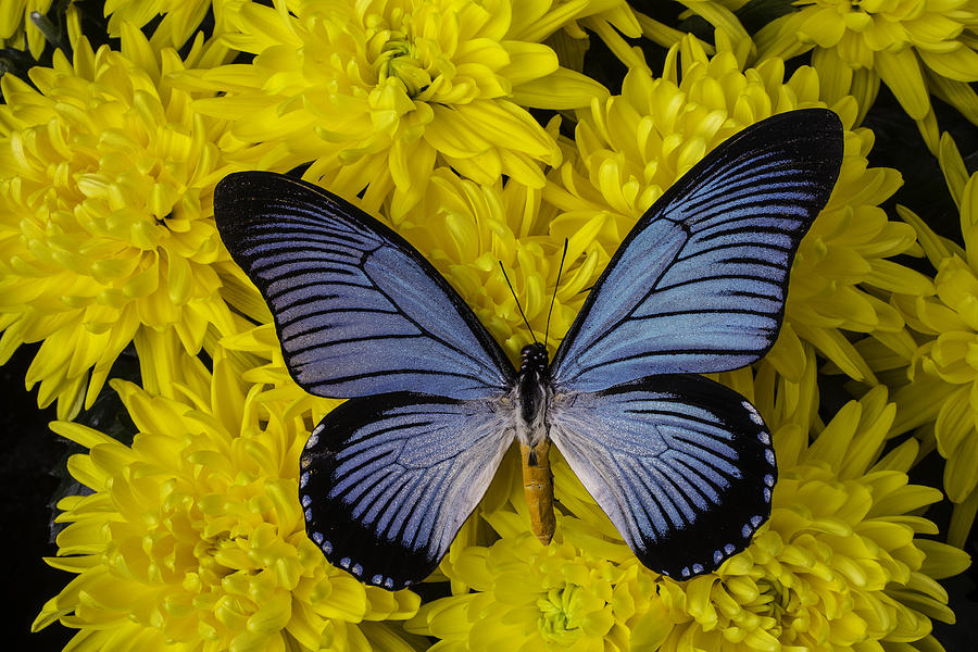 Still Life Photograph - Large Blue Butterfly On Mums by Garry Gay