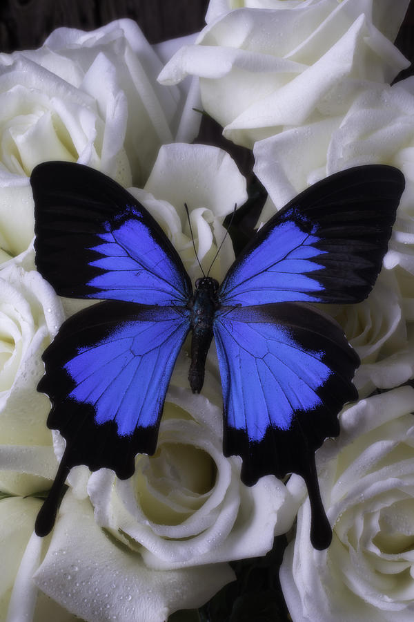 Large Blue Butterfly On White Roses Photograph by Garry Gay