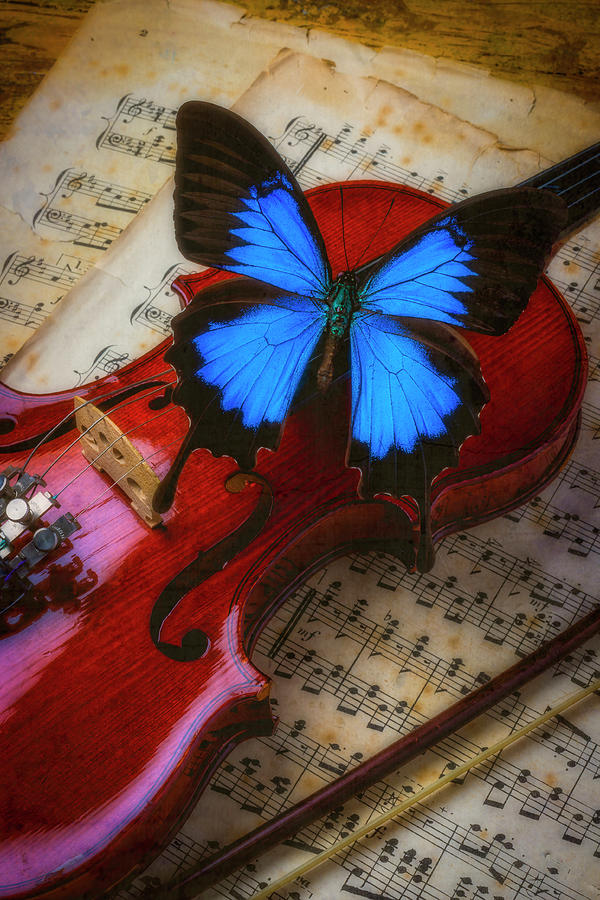 Music Photograph - Large Blue Butterly On Violin by Garry Gay