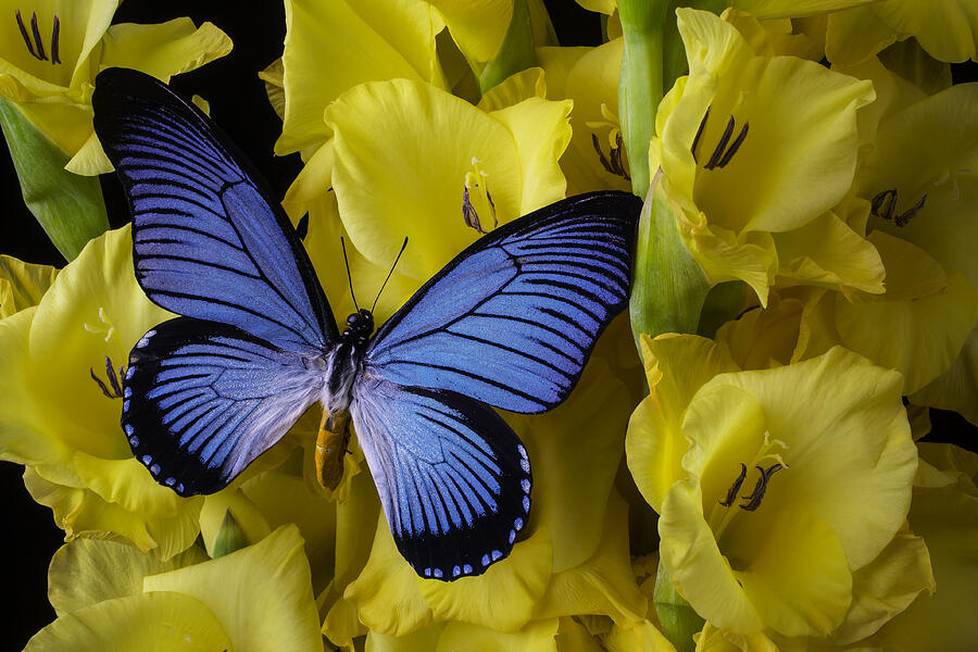 Large Blue Winged Butterfly Photograph by Garry Gay