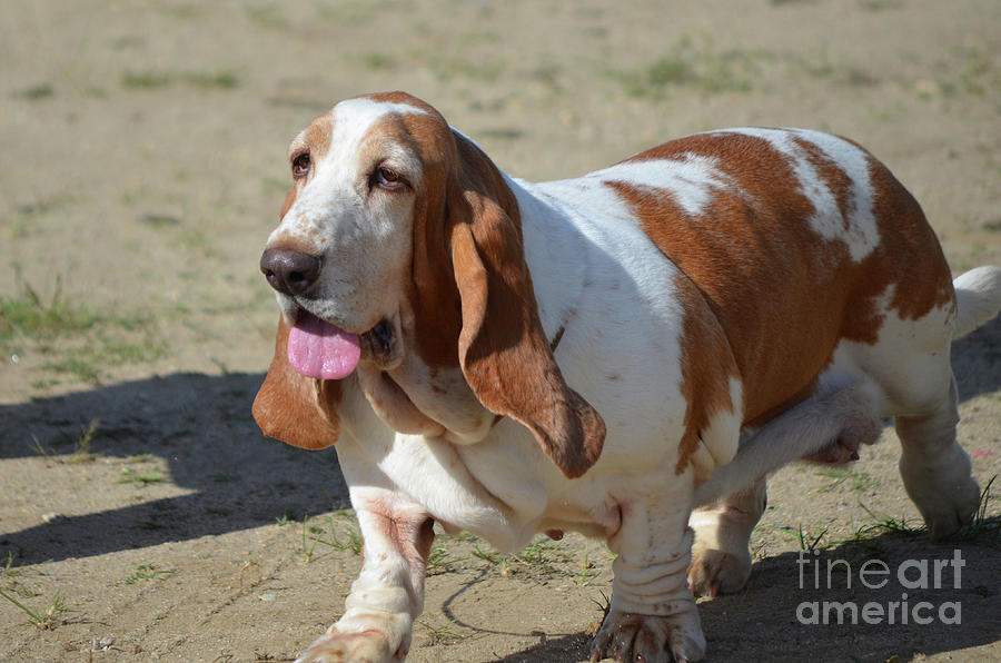 Large Brown and White Basset Hound Dog 