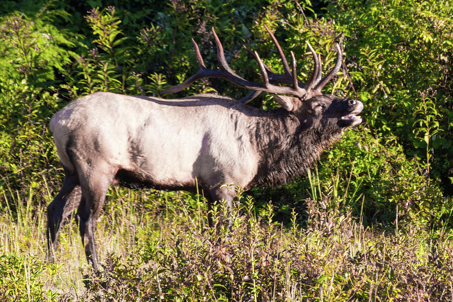 Large Bull Elk Bugling Photograph by D K Wall