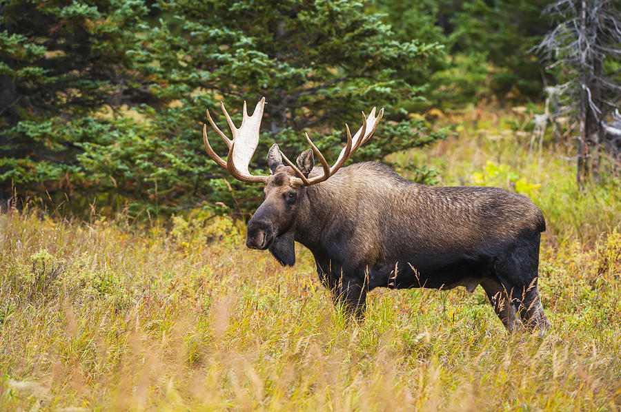 Large Bull Moose In Rut Emerges Photograph by Michael Jones