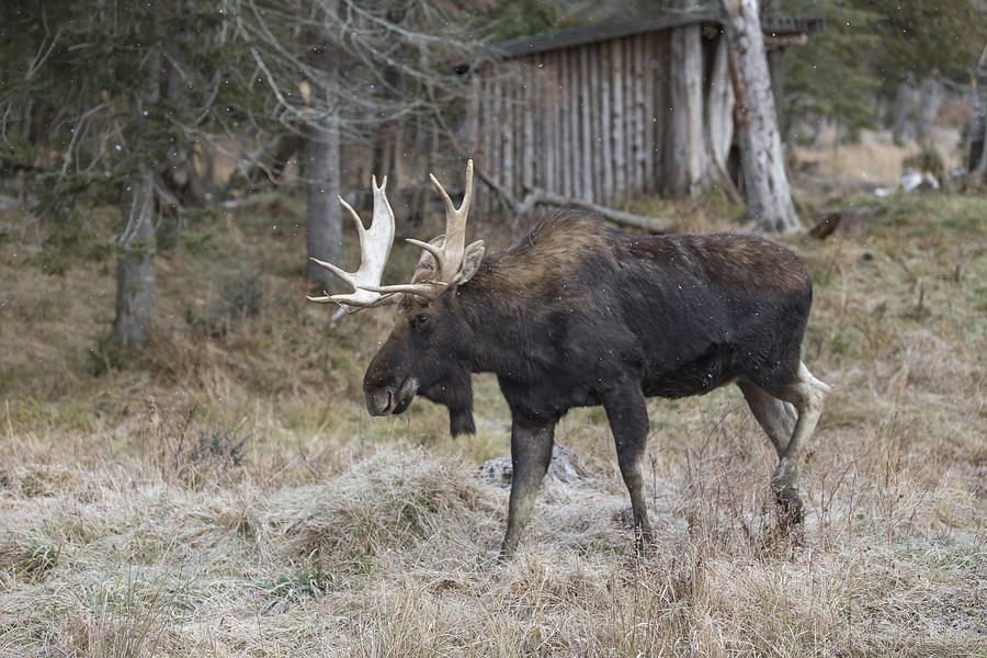 Large Bull moose Photograph by Josef Pittner