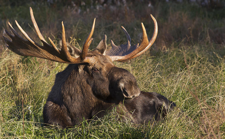 Anchorage Photograph - Large Bull Moose Resting In Grass by Phil Pringle