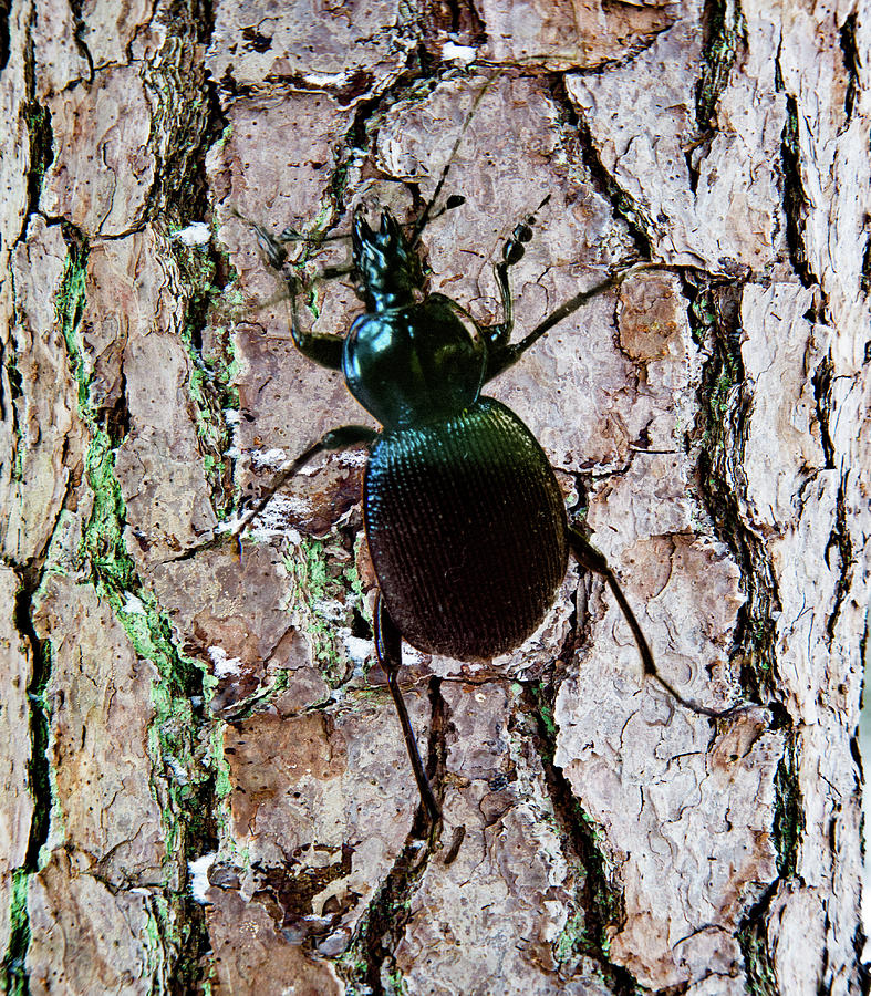 Large Carabid Crawling on Tree Photograph by Douglas Barnett