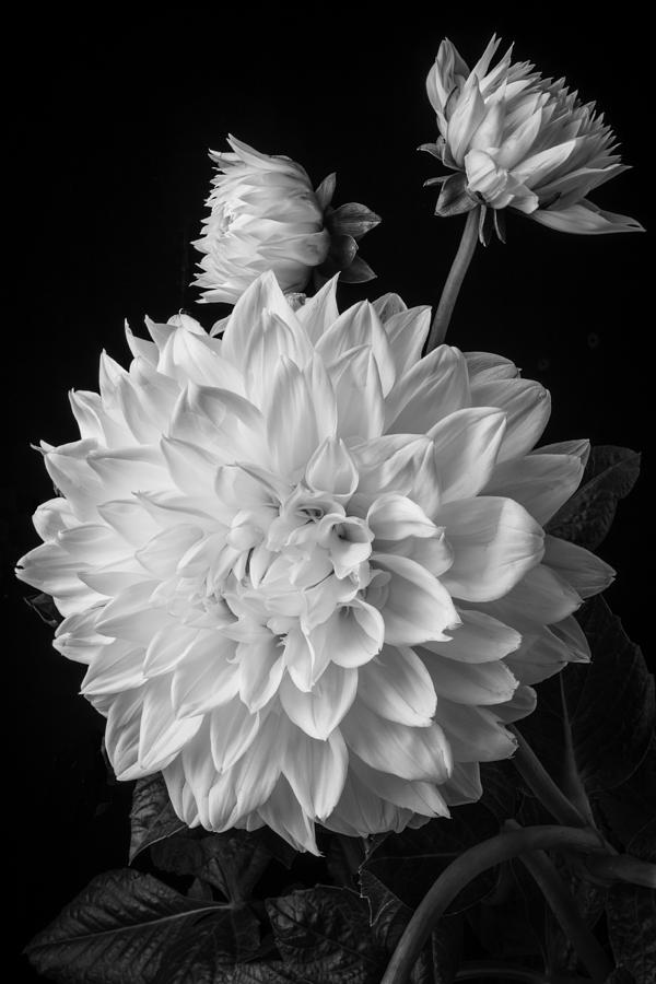 Still Life Photograph - Large Dahlia In Black and White by Garry Gay