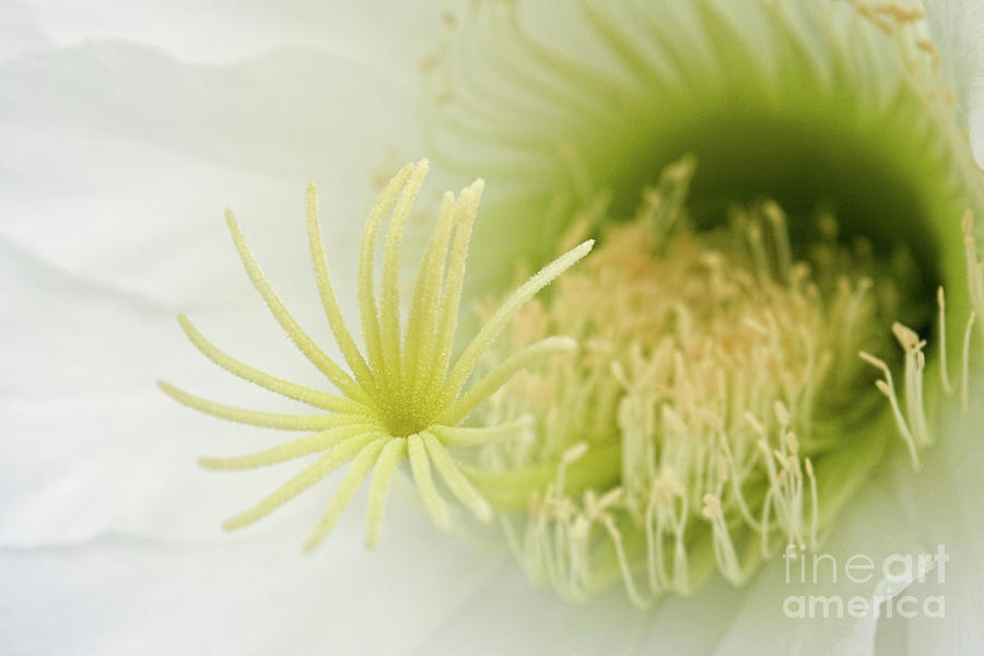 Large Delicate White Cactus Flower Photograph by Sherry  Curry