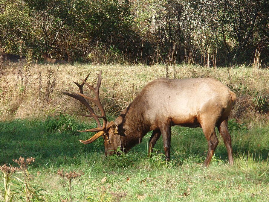Large Elk Photograph by Allen Nice-Webb
