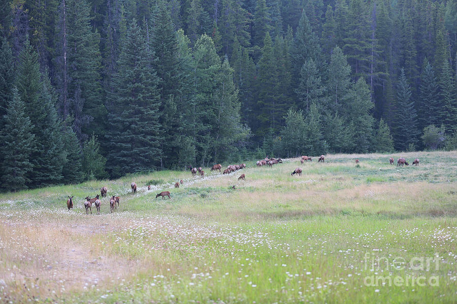 Large Elk Herd Photograph by Carol Groenen
