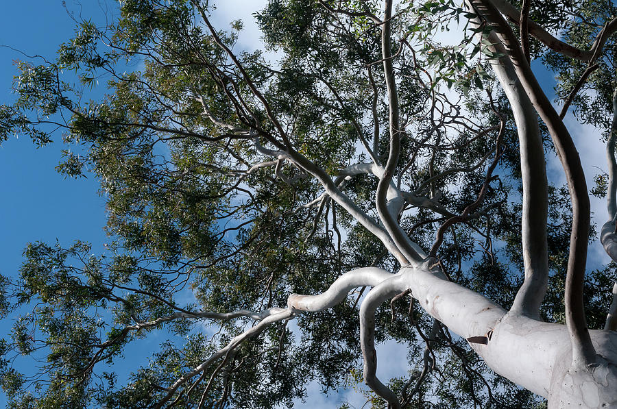 Large eucalyptus tree Photograph by Oren Ravid - Pixels