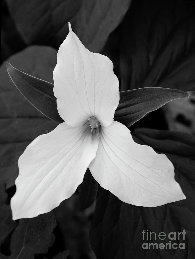 Large Flowered Trillium 2 Photograph by Chris Scroggins