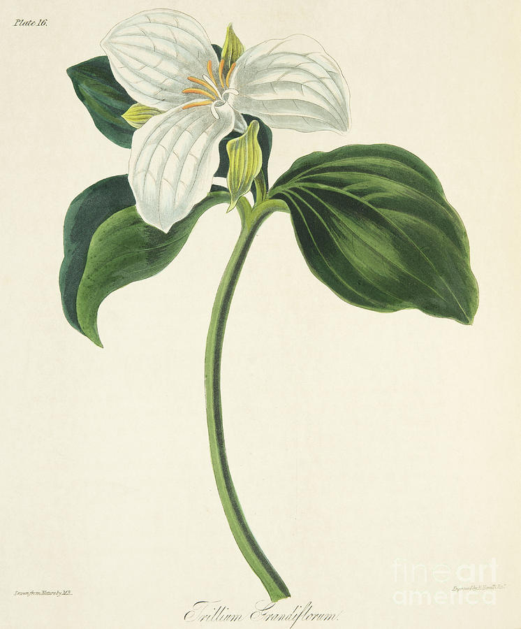Margaret Roscoe Drawing - Large Flowered Trillium by Margaret Roscoe