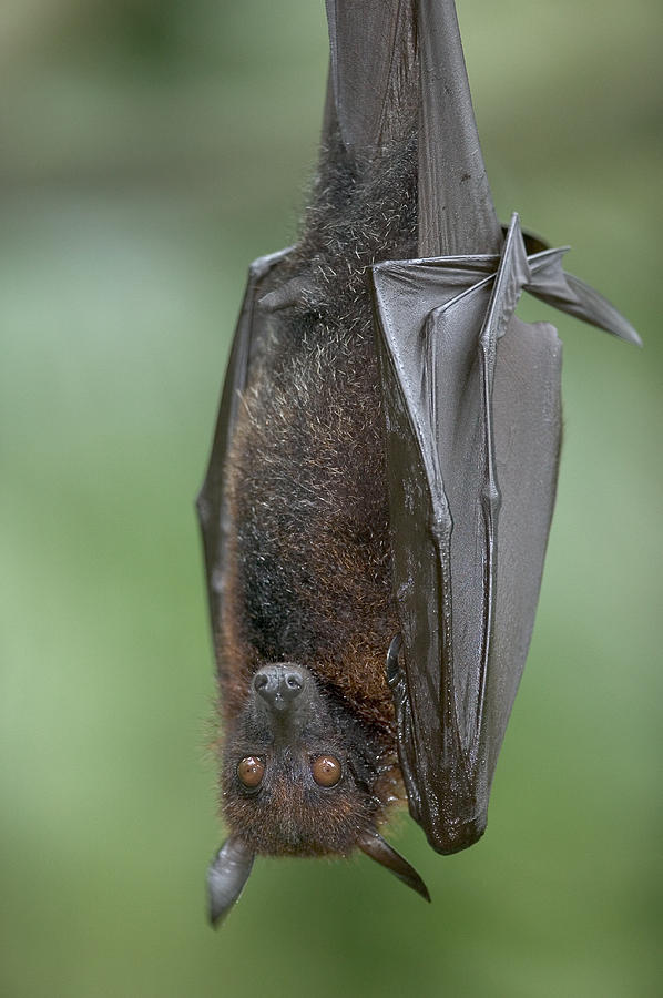 Large Flying Fox Pteropus Vampyrus Photograph by Cyril Ruoso