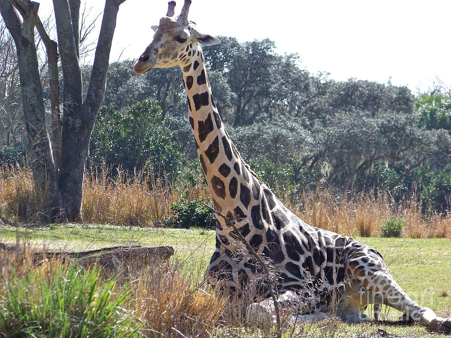 Large Giraffe Photograph by Carol  Bradley