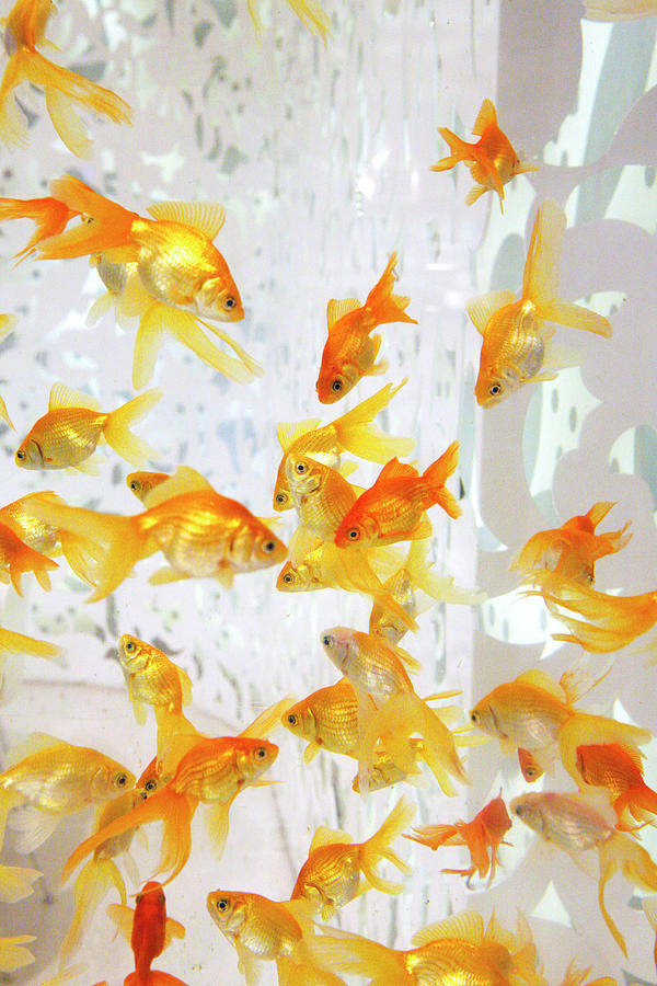 Large Goldfish Tank Photograph by Marilyn Hunt