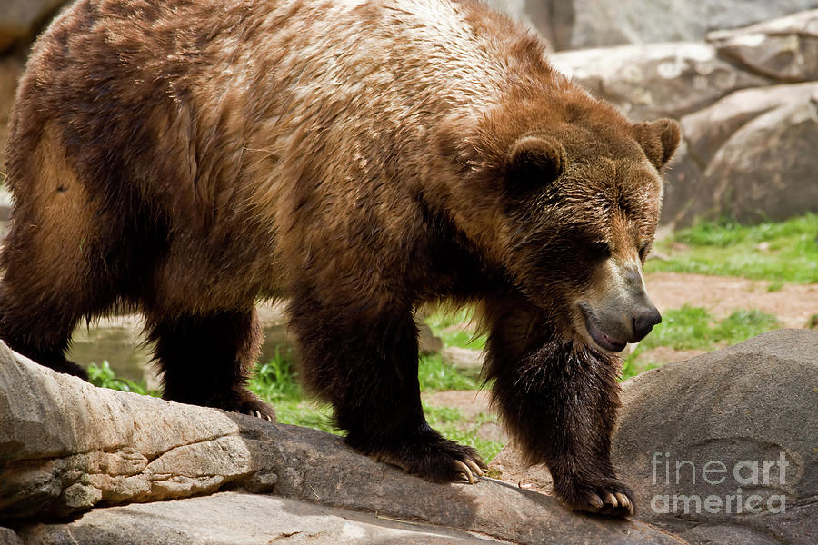 Large Grizzly Bear Photograph