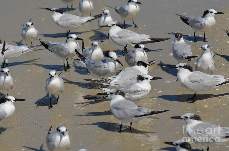 Large Group Of Sandwich Terns Gathered On A Beach Photograph By Dejavu