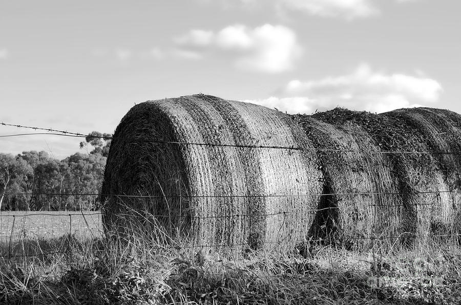 Large hay bales Photograph by Milleflore Images